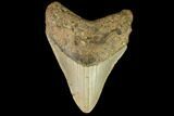 Fossil Megalodon Tooth - North Carolina #109880-1